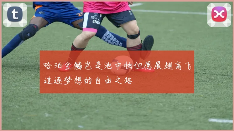 哈珀金鳞岂是池中物但愿展翅高飞追逐梦想的自由之路